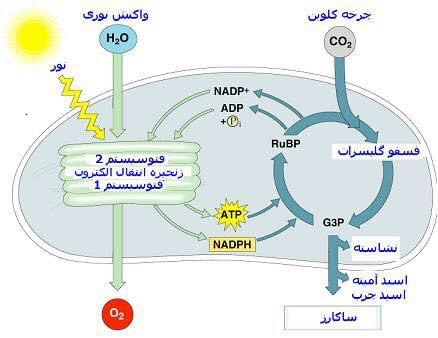 فوتو سنتز چگونه در صبح گاه آغاز مى يابد