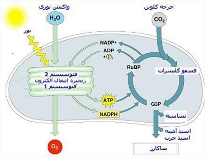 فوتو سنتز چگونه در صبح گاه آغاز مى يابد